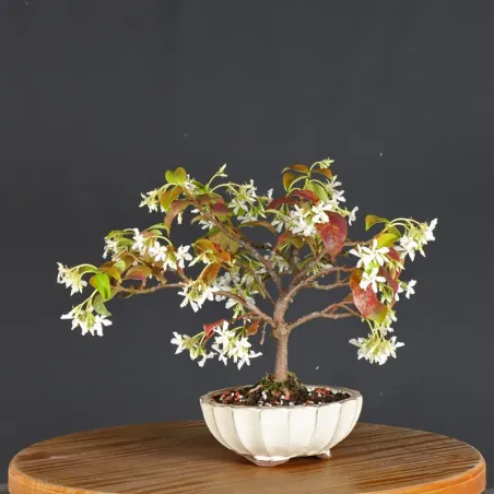 Bonsaï Jasmine