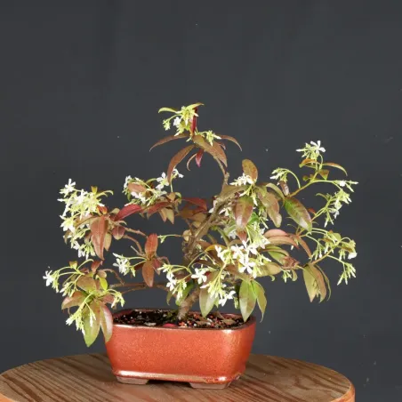 Bonsai Jasmin
