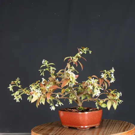 image supplémentaire - JASMINE "JASMINUM" 1-7