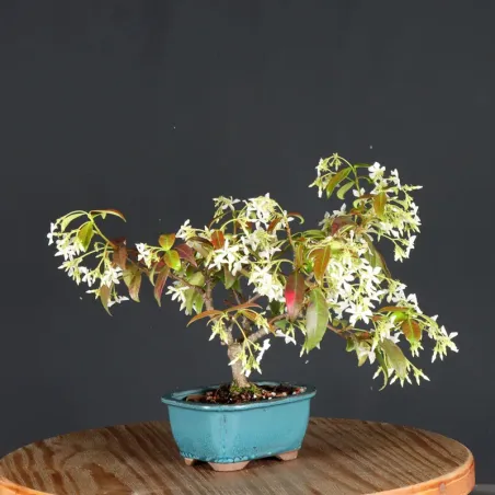 image supplémentaire - JASMINE "JASMINUM" 1-8