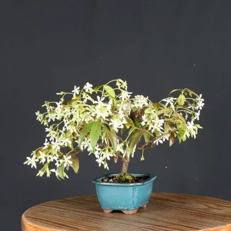Bonsai Jasmin
