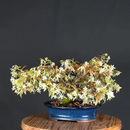 image supplémentaire - JASMIN "JASMINUM" 1-9