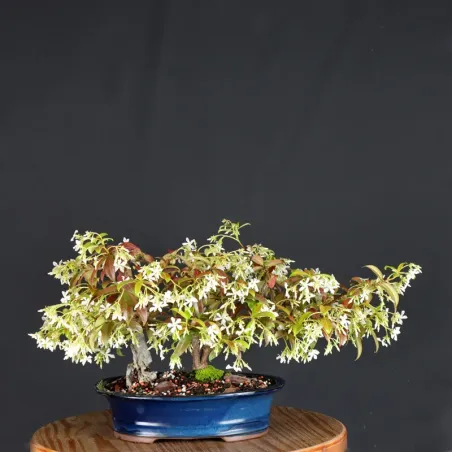 Bonsai Jasmin