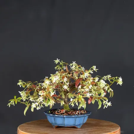 image supplémentaire - JASMIN "JASMINUM" 1-10