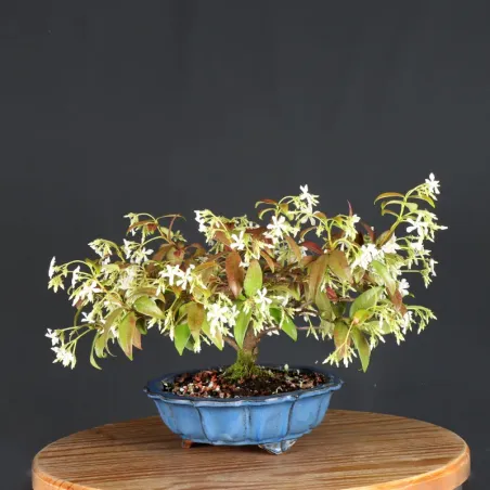 image supplémentaire - JASMINE "JASMINUM" 1-10