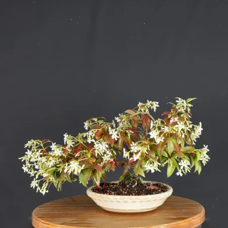 Bonsaï Jasmine