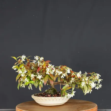 image supplémentaire - JASMINE "JASMINUM" 1-11