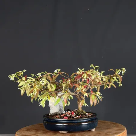 image supplémentaire - JASMINE "JASMINUM" 1-12