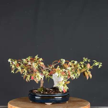 Bonsaï Jasmine