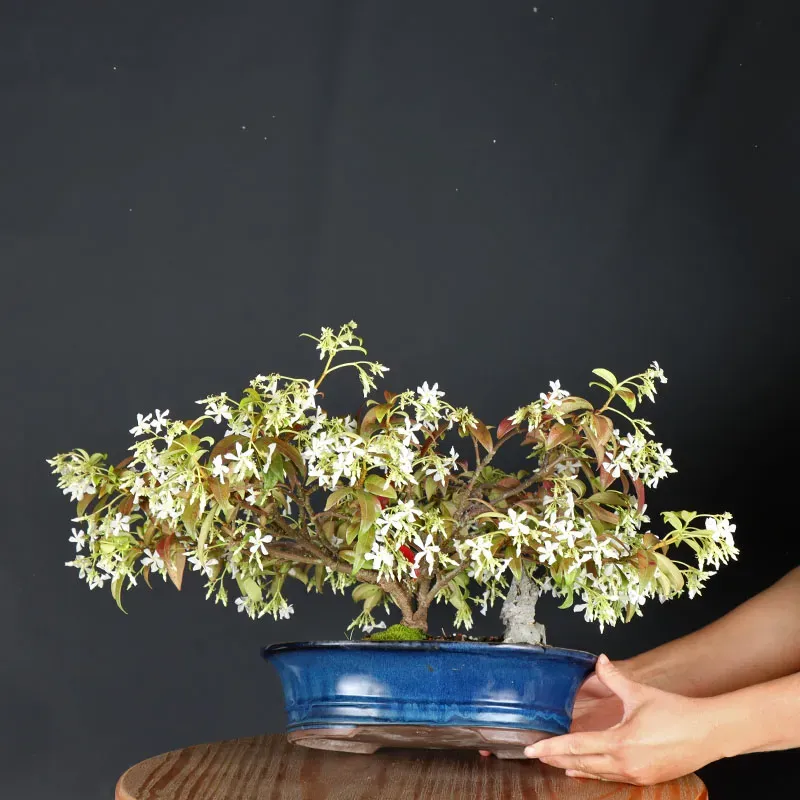 Bonsaï Jasmine
