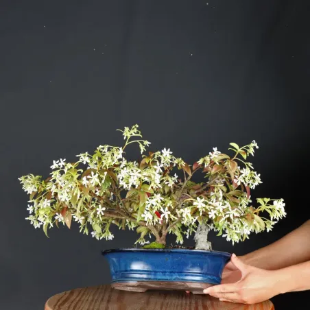 Bonsaï Jasmine