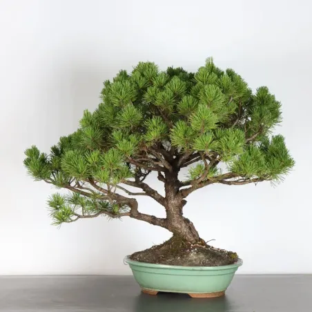 Mugo Bonsai Pine PM-3-9