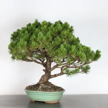 image supplémentaire - BONSAI PINUS MUGO 3-9