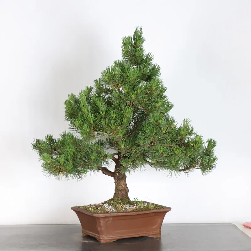 BONSAI PINUS MUGO 3-11
