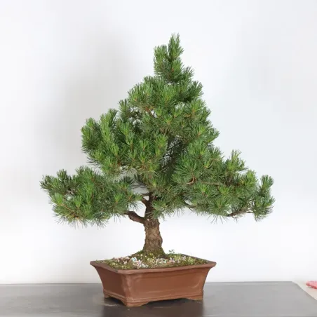 BONSAI PINUS MUGO 3-11