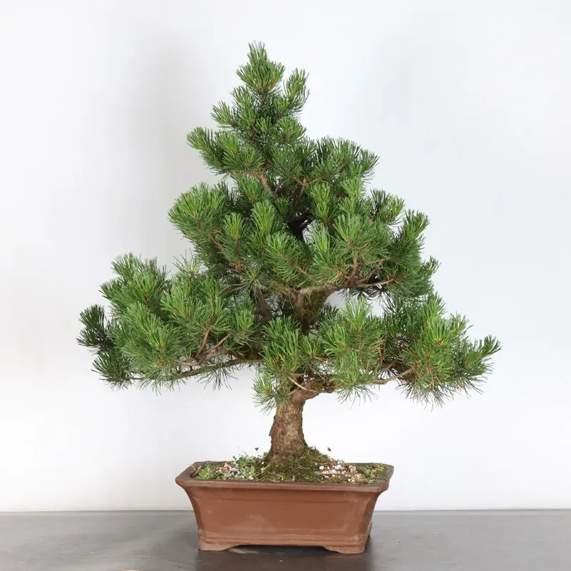 image supplémentaire - BONSAI PINUS MUGO 3-11