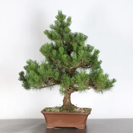 image supplémentaire - BONSAI PIN MUGO 3-11