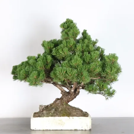 Pin mugo bonsai PM-4-1