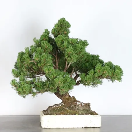 image supplémentaire - PREBONSAI PINUS MUGO 4-1