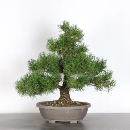 Pin mugo bonsai PM-4-4