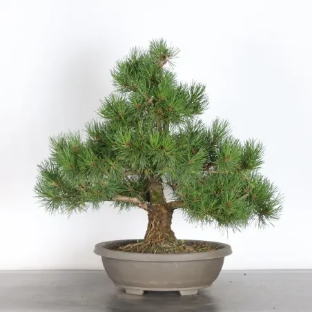 image supplémentaire - BONSAI PINUS MUGO 4-4