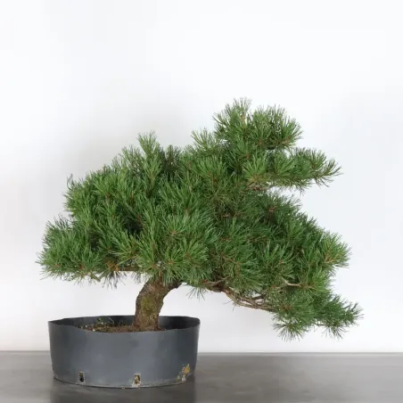 Pin mugo bonsai PM-4-7