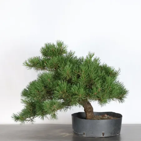 image supplémentaire - BONSAI PIN MUGO 4-7