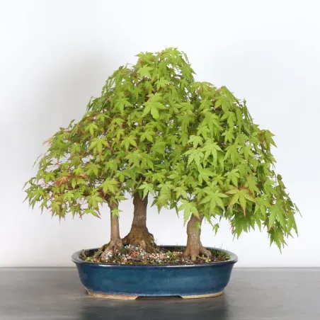 FORÊT ERABLE DU JAPON "ACER PALMATUM" 1-9