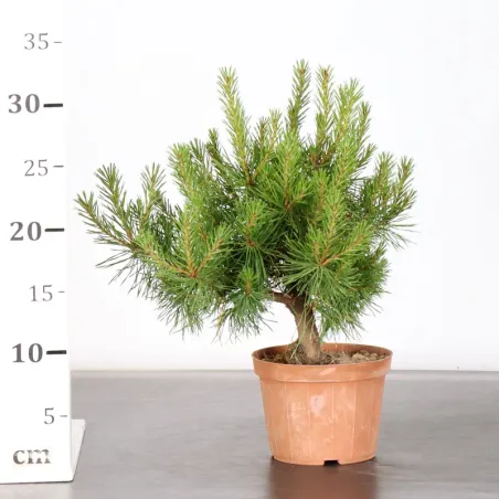 image supplémentaire - PREBONSAI PIN SYLVESTRE 1-1