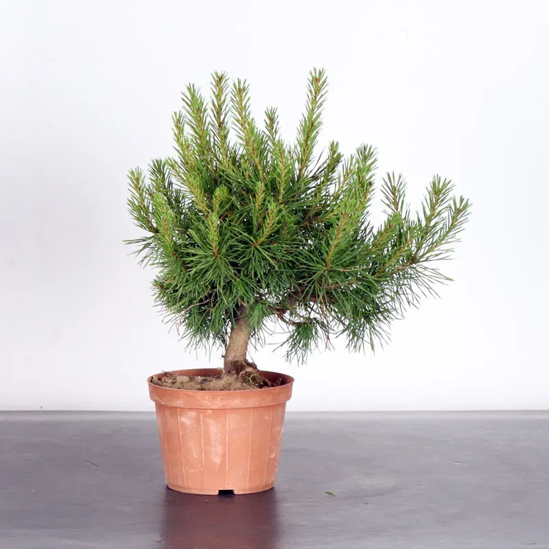 PREBONSAI PIN SYLVESTRE 1-1