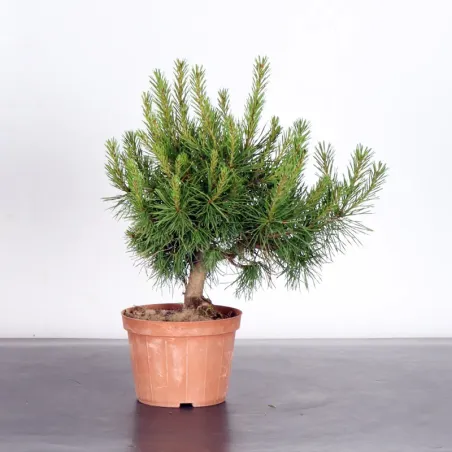 PREBONSAI PINUS SYLVESTRIS 1-1
