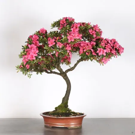 image supplémentaire - BONSAI AZALÉE  2-1