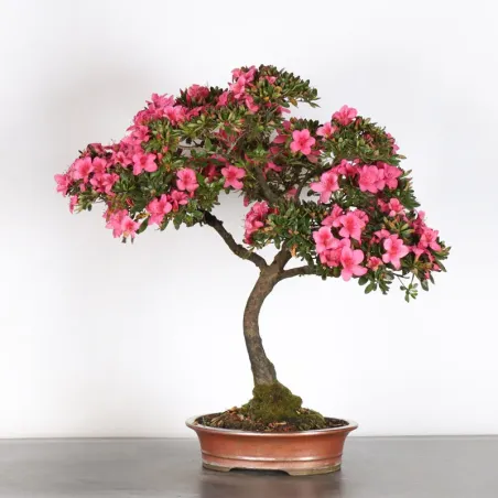 JAPANESE AZALEA 2-1