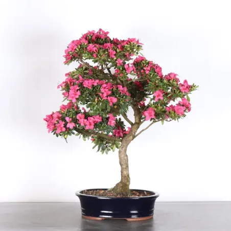 JAPANESE AZALEA  1-5