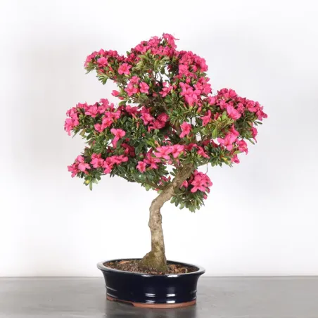 image supplémentaire - JAPANESE AZALEA  1-5
