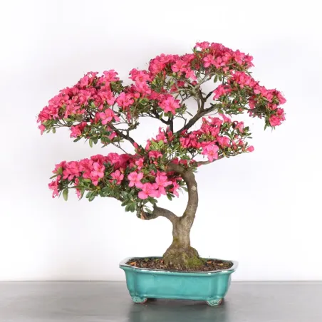 image supplémentaire - JAPANESE AZALEA 1-7