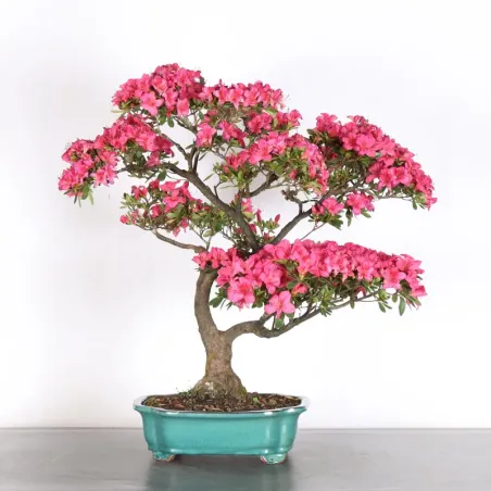 Bonsai Azalée AZ-1-7