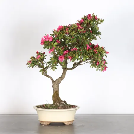 Bonsai Azalea AZ-1-8