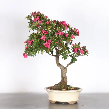 image supplémentaire - BONSAI AZALÉE JAPONAISE 1-8