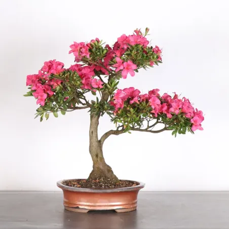 JAPANESE AZALEA 1-12