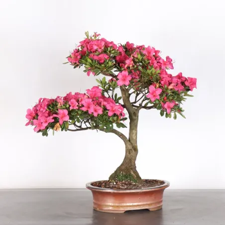 image supplémentaire - JAPANESE AZALEA 1-12