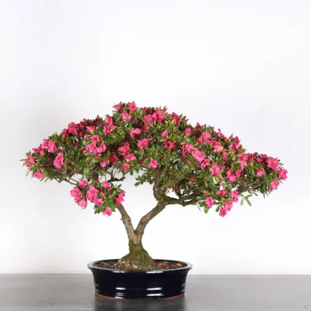 Bonsai Azalée