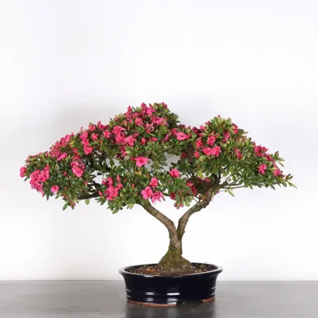 image supplémentaire - BONSAI AZALÉE JAPONAISE  2-7