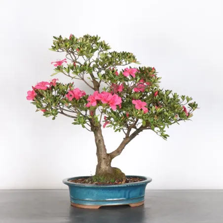 image supplémentaire - JAPANESE AZALEA  2-9
