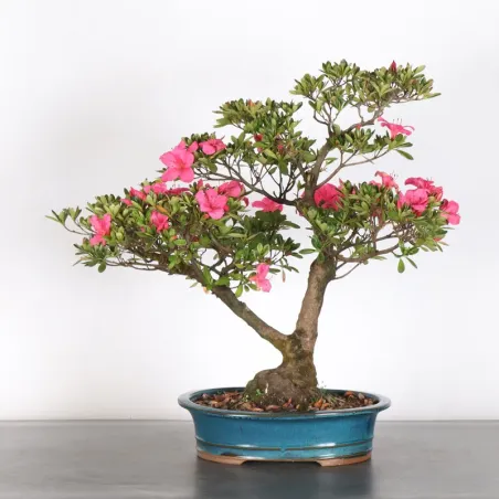 BONSAI AZALÉE JAPONAISE  2-9