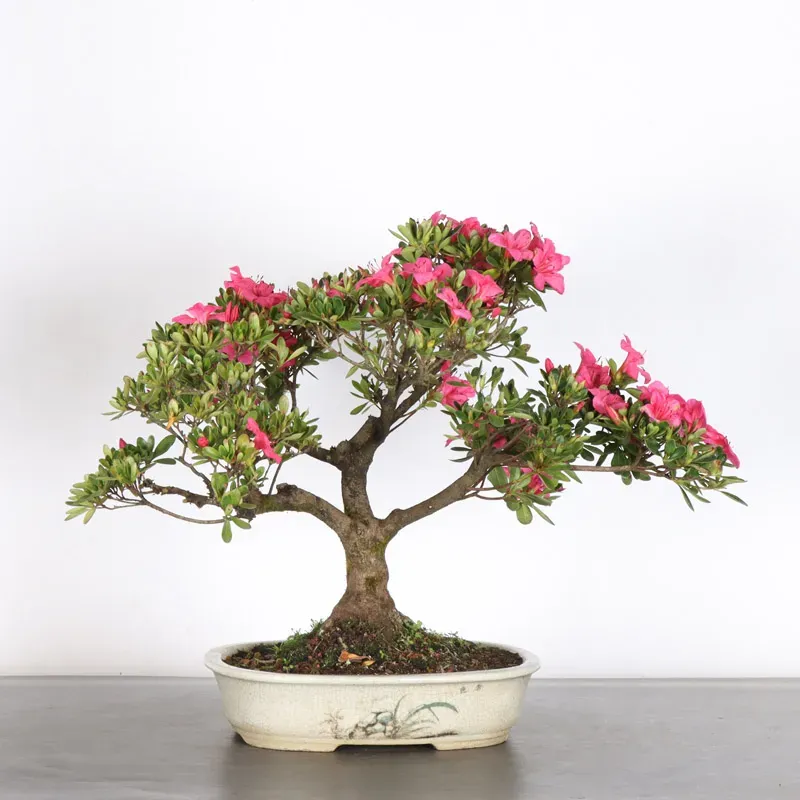 JAPANESE AZALEA 2-11