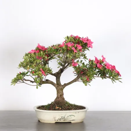BONSAI AZALÉE JAPONAISE 2-11