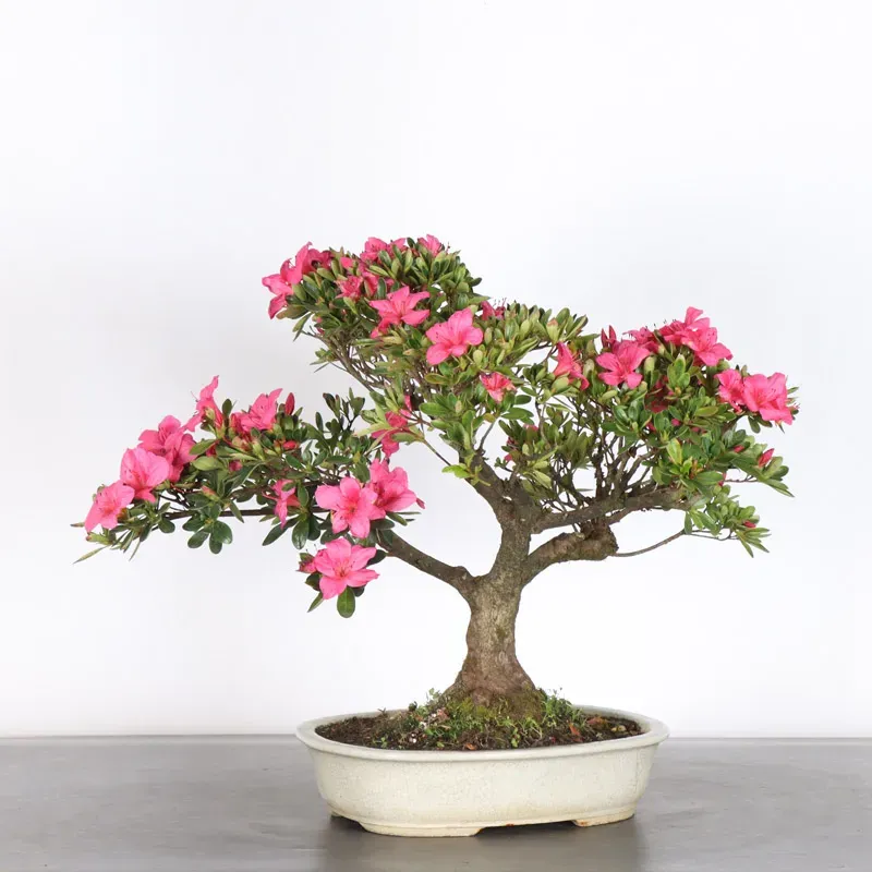 image supplémentaire - BONSAI AZALÉE JAPONAISE 2-11