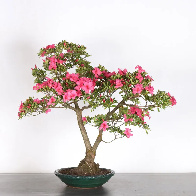 image supplémentaire - AZALÉE JAPONAISE "AZALEA" 3-11