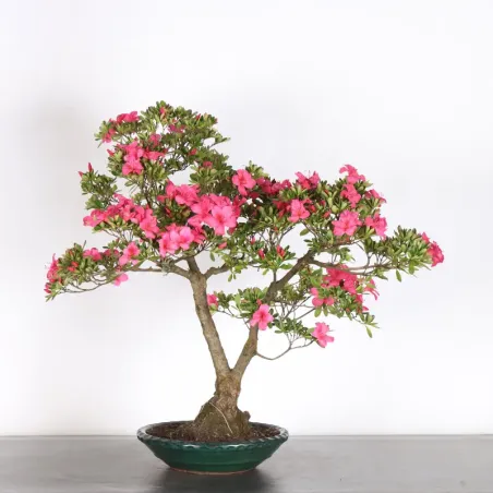 image supplémentaire - JAPANESE AZALEA "AZALEA" 3-11